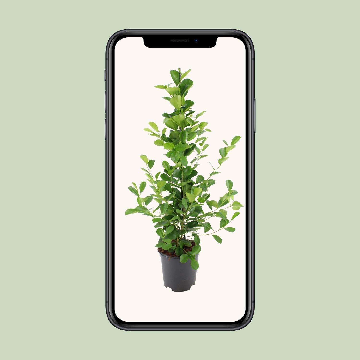 Ficus microcarpa Moclame - Ø21cm - ↕95cm - Pflanzfix24.de - Pflanzfix24.de