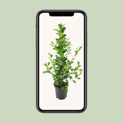 Ficus microcarpa Moclame - Ø21cm - ↕95cm - Pflanzfix24.de - Pflanzfix24.de