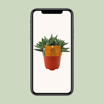 Crassula Tenelli - Ø11cm - ↕15cm bei Pflanzfix24