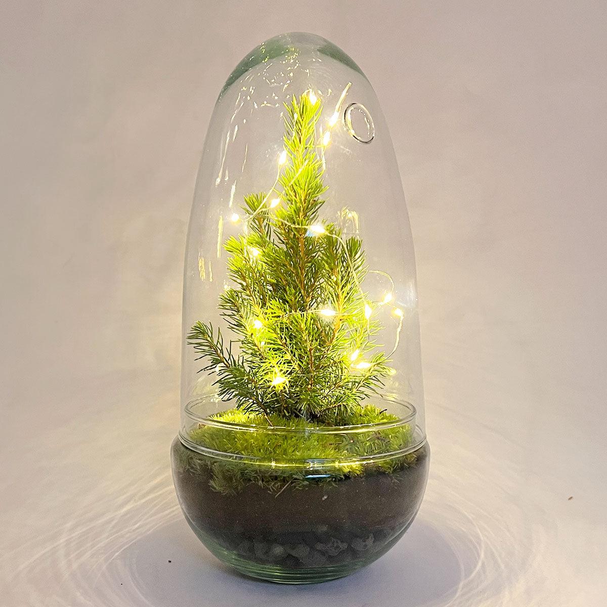 Flaschengarten - Egg Christmas - ↕ 25 cm - Pflanzfix24