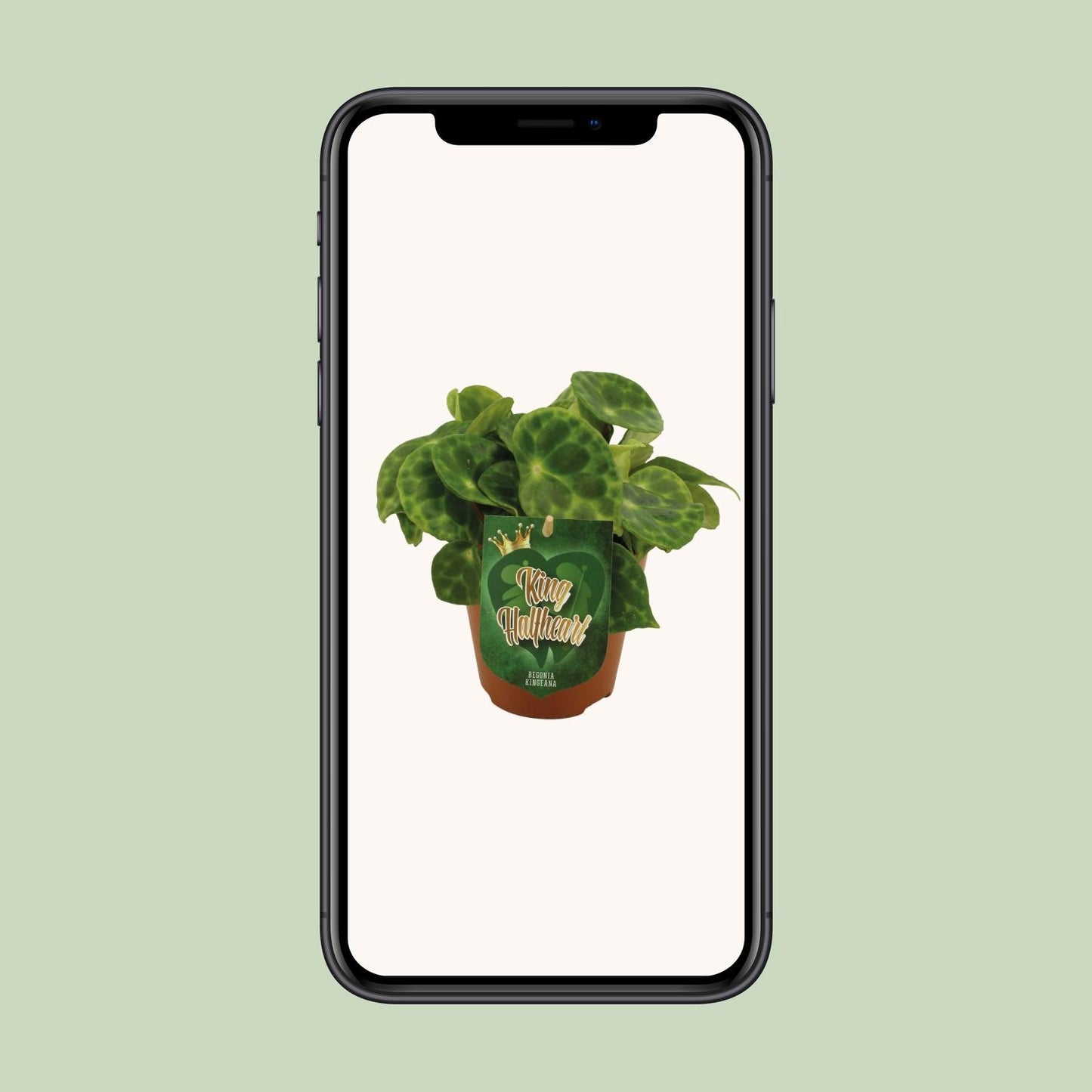 Begonia Kingiana - Ø12 ↕20 von Pflanzfix24