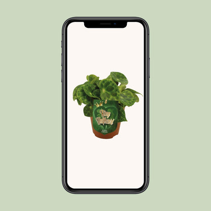 Begonia Kingiana - Ø12 ↕20 von Pflanzfix24