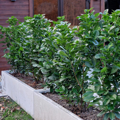 GreenboutiQ - Heckenpflanzen - Prunus laurocerasus Etna - Blatt grün - 6 Pflanzen - 1 laufender Meter - immergrün - Topf 17cm Höhe 50cm - Pflanzfix24.de
