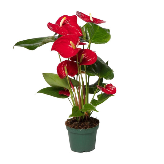 Anthurium Red - Ø17cm - ↕55cm - Ø12cm - ↕40cm - Pflanzfix24.de - Pflanzfix24.de
