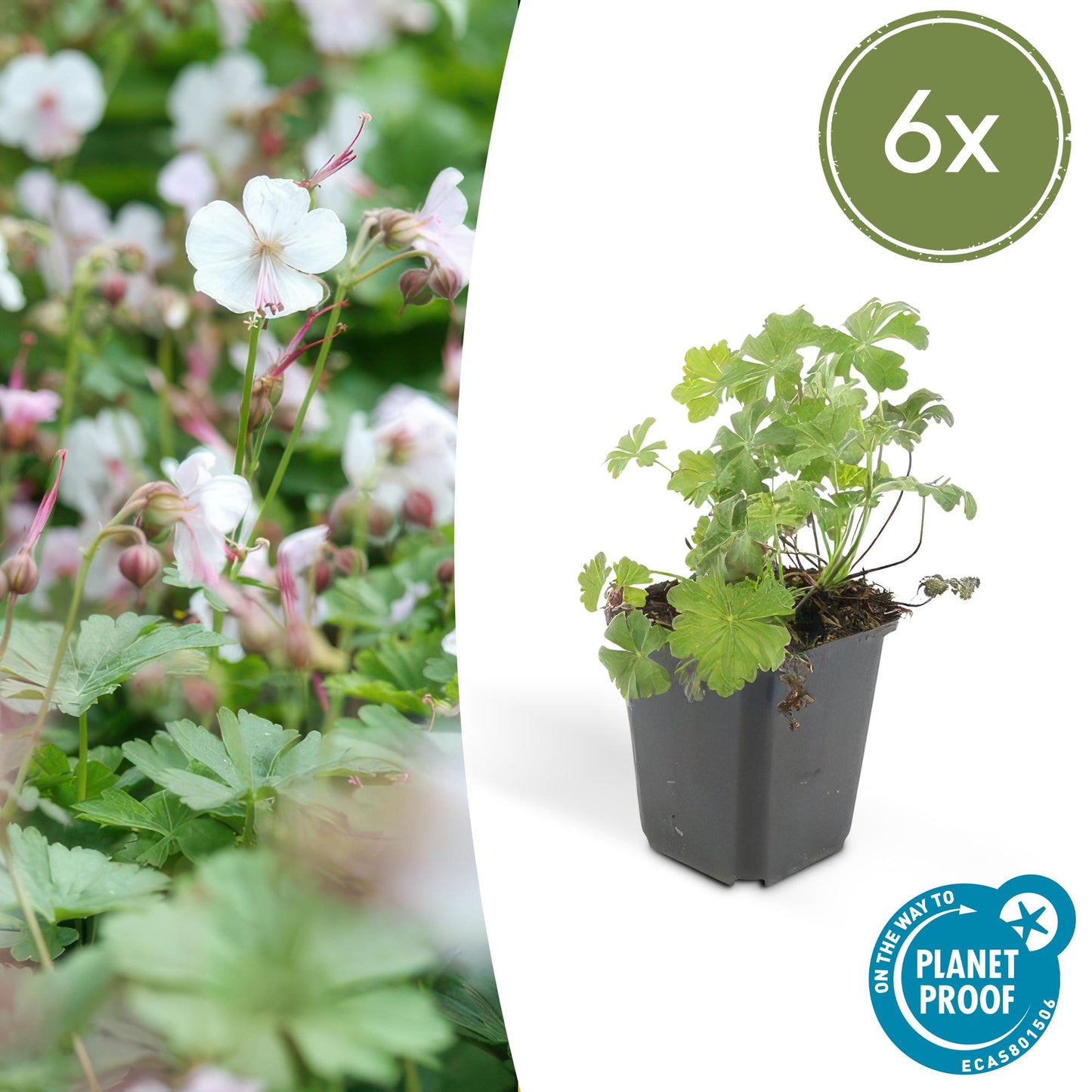 6x Geranium cant. 'Biokovo' - ↕10-25cm - Ø9cm - Pflanzfix24.de - Pflanzfix24.de
