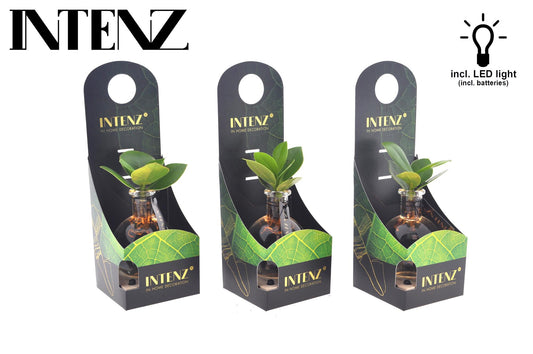 Clusia In Samoa Glas + LED - Ø5cm - ↕10cm bei Pflanzfix24.de - Pflanzfix24.de