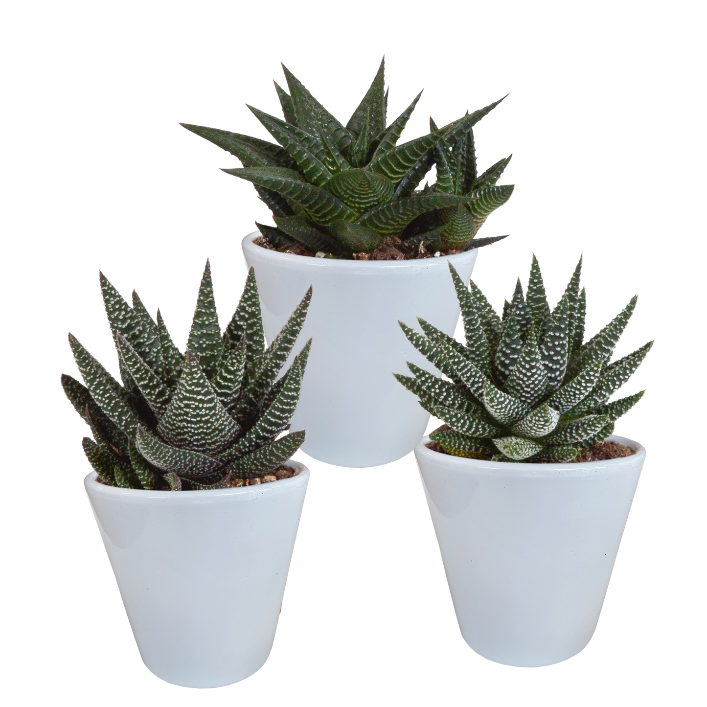 Gasteria/Haworthia-Mischung 8,5cm - 3x - in witte pot - Pflanzfix24.de - Pflanzfix24.de