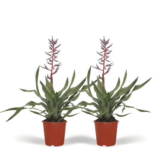 2x Aechmea Blue Rain - Tube Bromelie - 45cm - ø12 - Pflanzfix24
