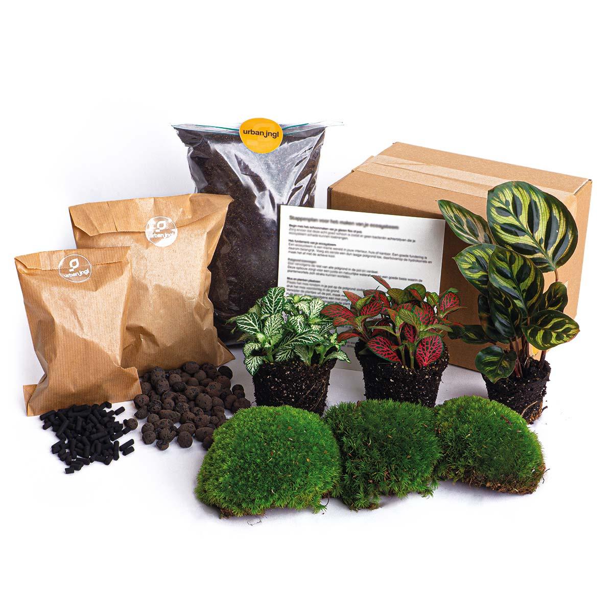 Flaschengarten Paket Calathea Makoyana - Package 2 - Pflanzfix24.de - Pflanzfix24.de