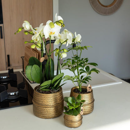 Orange-gelbe Phalaenopsis „Las Vegas“ im goldenen Groove-Ziertopf Ø12cm | Pflanzfix24.de - Pflanzfix24.de