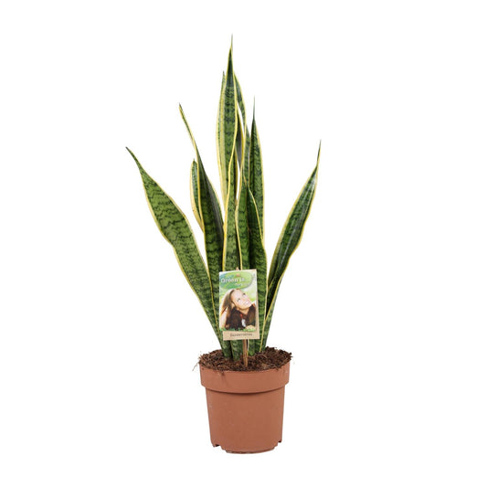 Sansevieria Trifasciata Laurentii Ø17cm | Pflegeleichte Zimmerpflanze – Pflanzfix24.de - Pflanzfix24.de