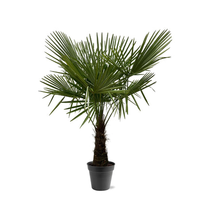 Trachycarpus Fortuneii Palme 160-180cm – Robust & Exotisch | Pflanzfix24.de - Pflanzfix24.de