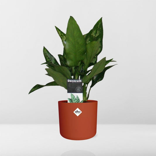 Aglaonema Maria in ELHO b.for soft rond 14cm brique - Pflanzfix24