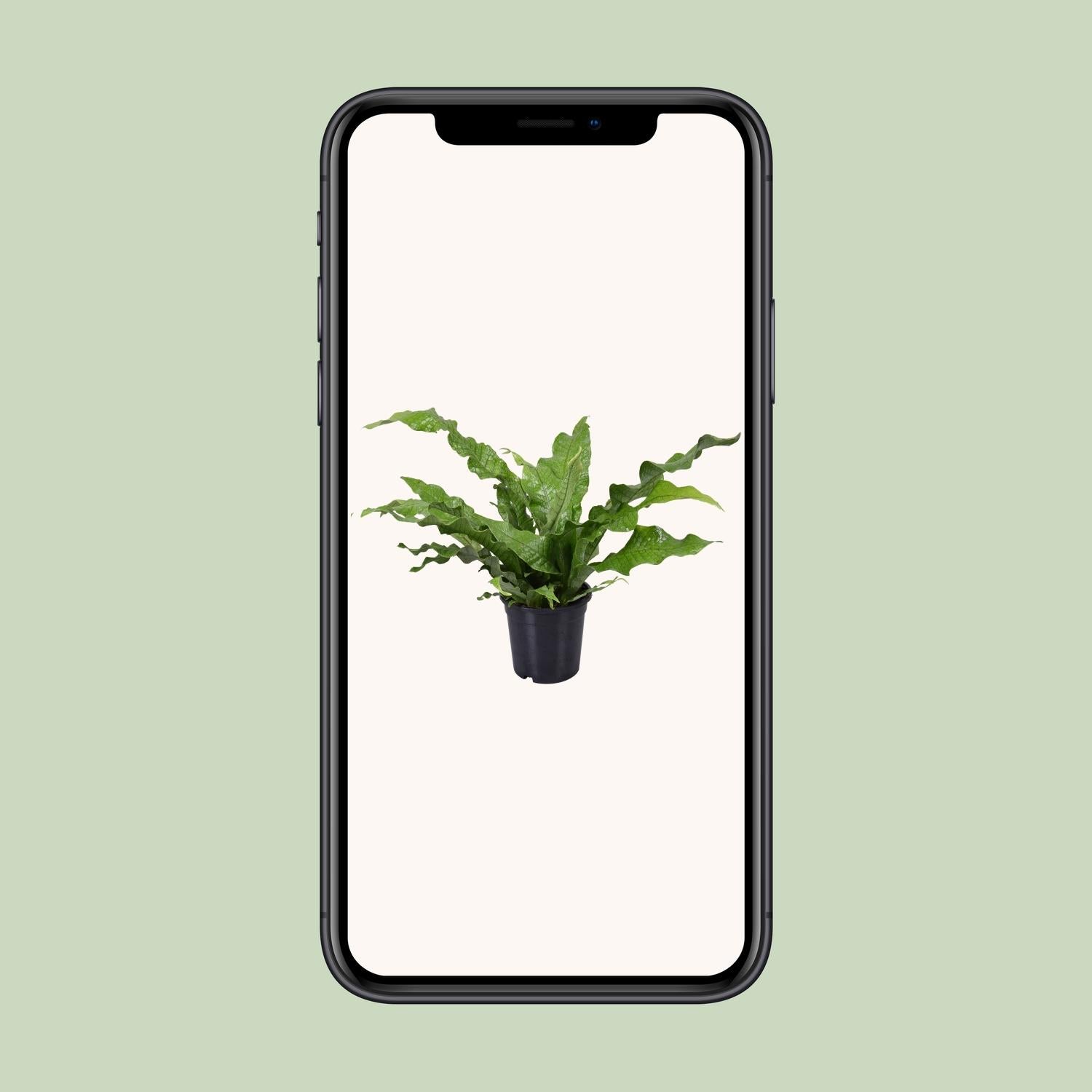 Microsorum diversifolium Kängurufarn Ø17cm | Pflanzfix24.de - Pflanzfix24.de