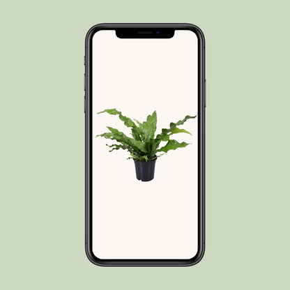 Microsorum diversifolium Kängurufarn Ø17cm | Pflanzfix24.de - Pflanzfix24.de