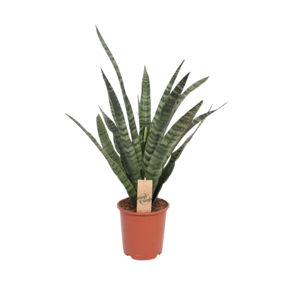 Sansevieria Diamond Green - Ø14cm - ↕40cm - Pflanzfix24