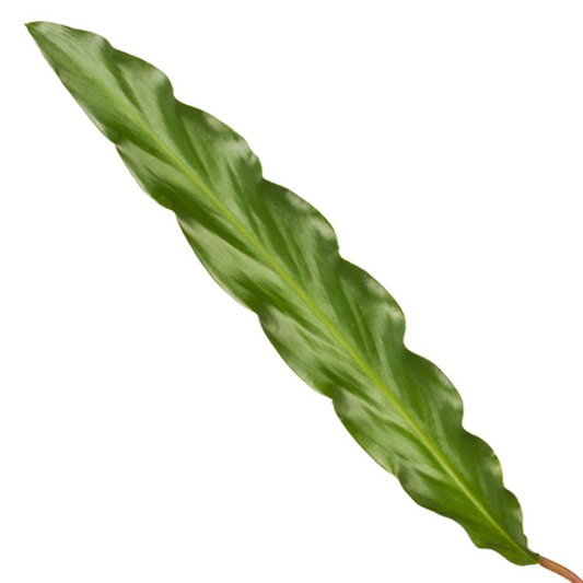 Calathea Elgergrass - 35 cm - Ø12cm bei Pflanzfix24.de - Pflanzfix24.de