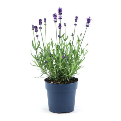 Lavandula angustifolia Felice® - Set van 6 Lavendel planten - 12 cm pot - pflanzfix24
