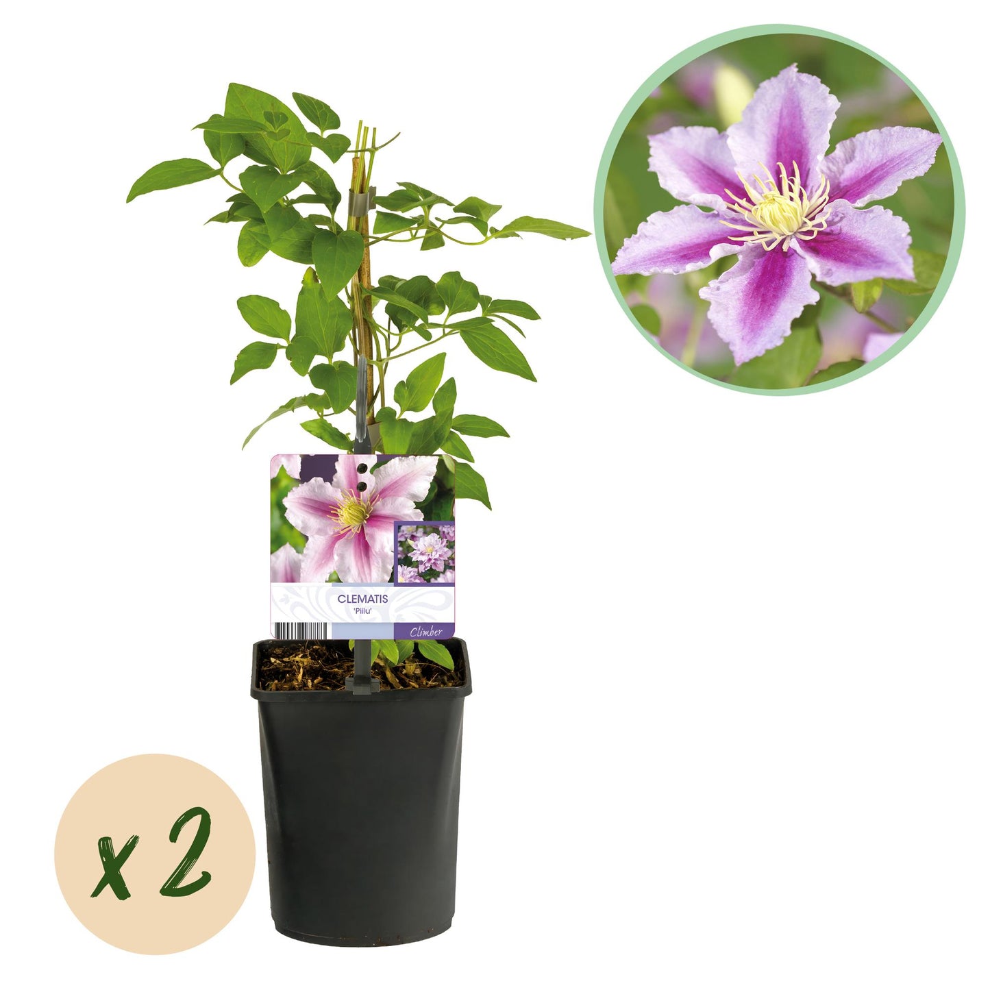 Pflanzfix24.de - Clematis Piilu Kletterpflanze - 2 Pflanzen - Pflanzfix24.de