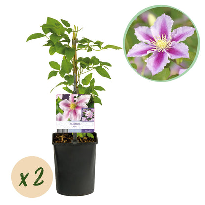 Pflanzfix24.de - Clematis Piilu Kletterpflanze - 2 Pflanzen - Pflanzfix24.de