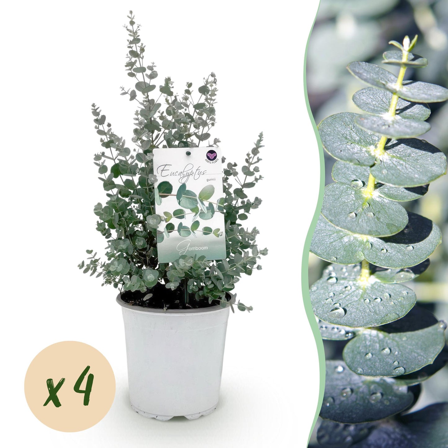 pflanzfix24 - Eucalyptus gunnii - Terrassenpflanze - 4er Set - Winterhart