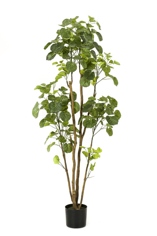 Kunstpflanze Polyscias Aralia 160 cm – Pflegeleicht & Realistisch | Pflanzfix24.de - Pflanzfix24.de