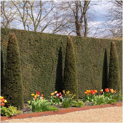 Pflanzfix24 - 1m Eibenhecke - Taxus baccata - 6 winterharte Heckenpflanzen