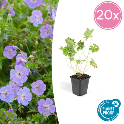 20x Geranium Rozanne bei Pflanzfix24.de: ↕10-25cm - Ø9cm - Pflanzfix24.de