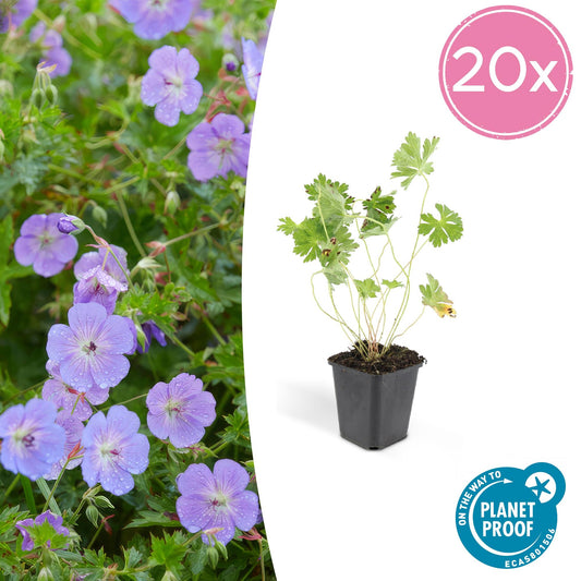 20x Geranium Rozanne bei Pflanzfix24.de: ↕10-25cm - Ø9cm - Pflanzfix24.de