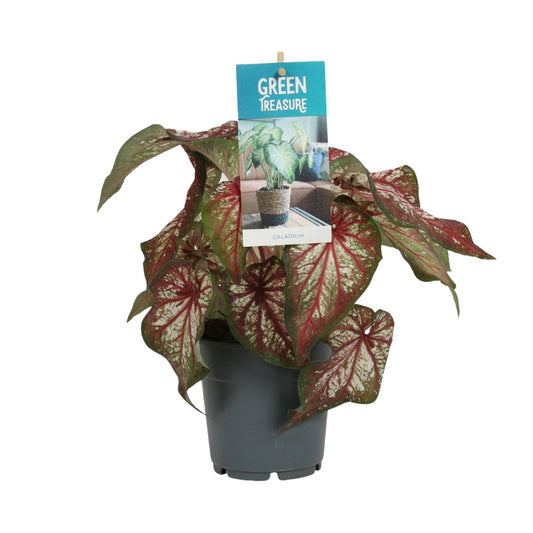 Caladium Bicolor - Engelsschwingen - pflanzfix24