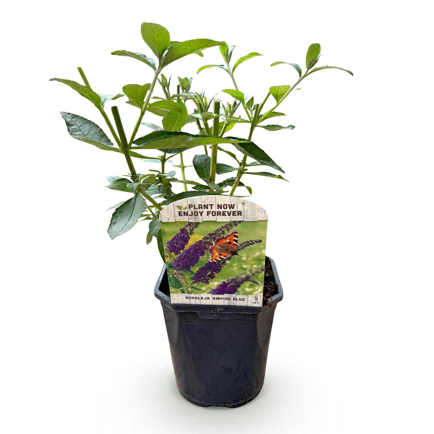 pflanzfix24 - Schmetterlingsstrauch - Buddleja davidii Empire Blue - 1 Pflanze