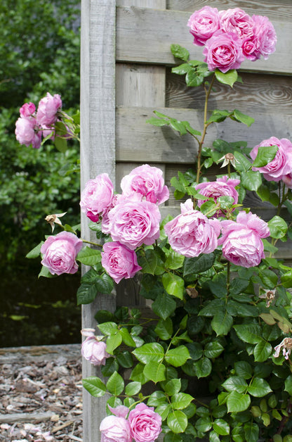 3x - Rosa Mix - ↨65cm - Ø15 - Pflanzfix24