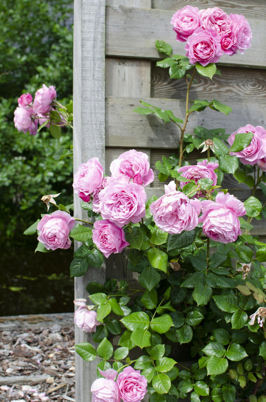 3x - Rosa Mix - ↨65cm - Ø15 - Pflanzfix24