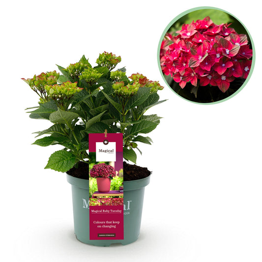 Hortensie - Hydrangea Magical Teusday & Saphire - Rot - Topf 23cm Höhe 55cm - Pflanzfix24.de - Pflanzfix24.de