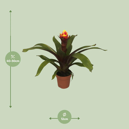 Guzmania Crown - Ø12cm - ↕45cm - Pflanzfix24