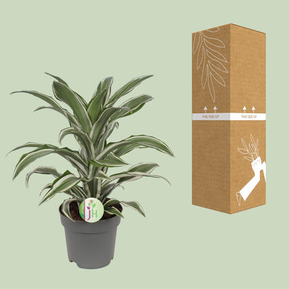 Dracaena Fragrans weiß - Ø17cm - ↕40cm - Pflanzfix24