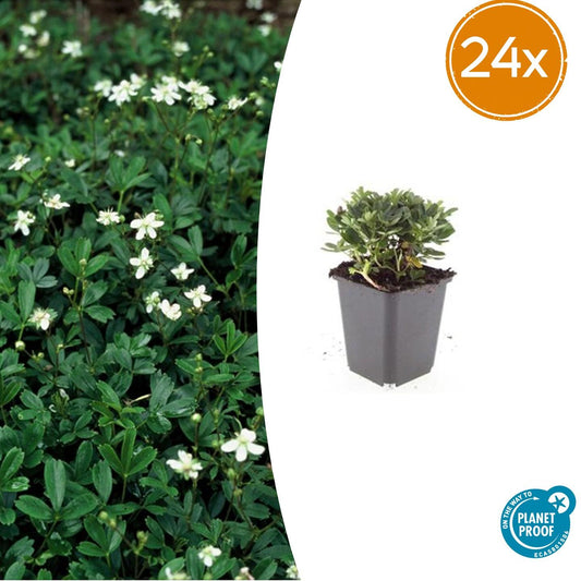 24x Potentilla tridentata 'Nuuk' - ↕10-25cm - Ø9cm bei Pflanzfix24