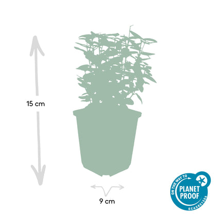 24x Euonymus fort. 'Emerald 'n Gold’ - ↕10-25cm - Ø9cm - Pflanzfix24