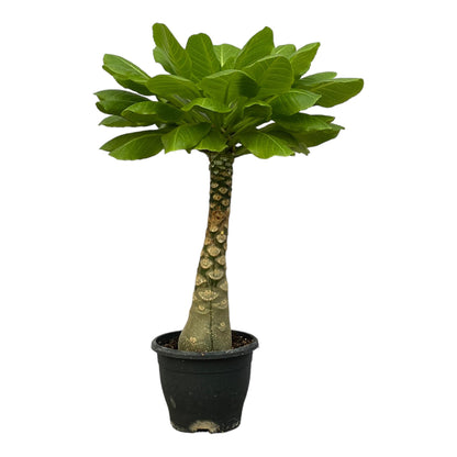 Birghamia Insignis - 25cm - Ø12cm von Pflanzfix24.de - Pflanzfix24.de