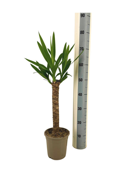 Yucca Elephantipes Ø17cm | Zimmerpflanze 60-80cm – Pflanzfix24.de - Pflanzfix24.de