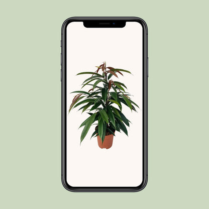 Ficus Binnendijkii 'Amstel King' P17 - Pflanzfix24