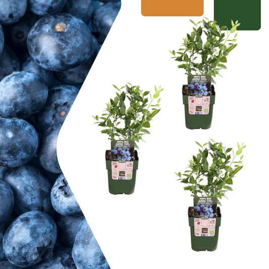 3er Set BIO Heidelbeerpflanzen - Ø 13 cm - Pflanzfix24.de - Pflanzfix24.de
