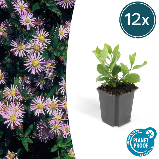 12x Aster ageratoides 'Asran' – Hellblaue Herbstaster | Pflanzfix24.de