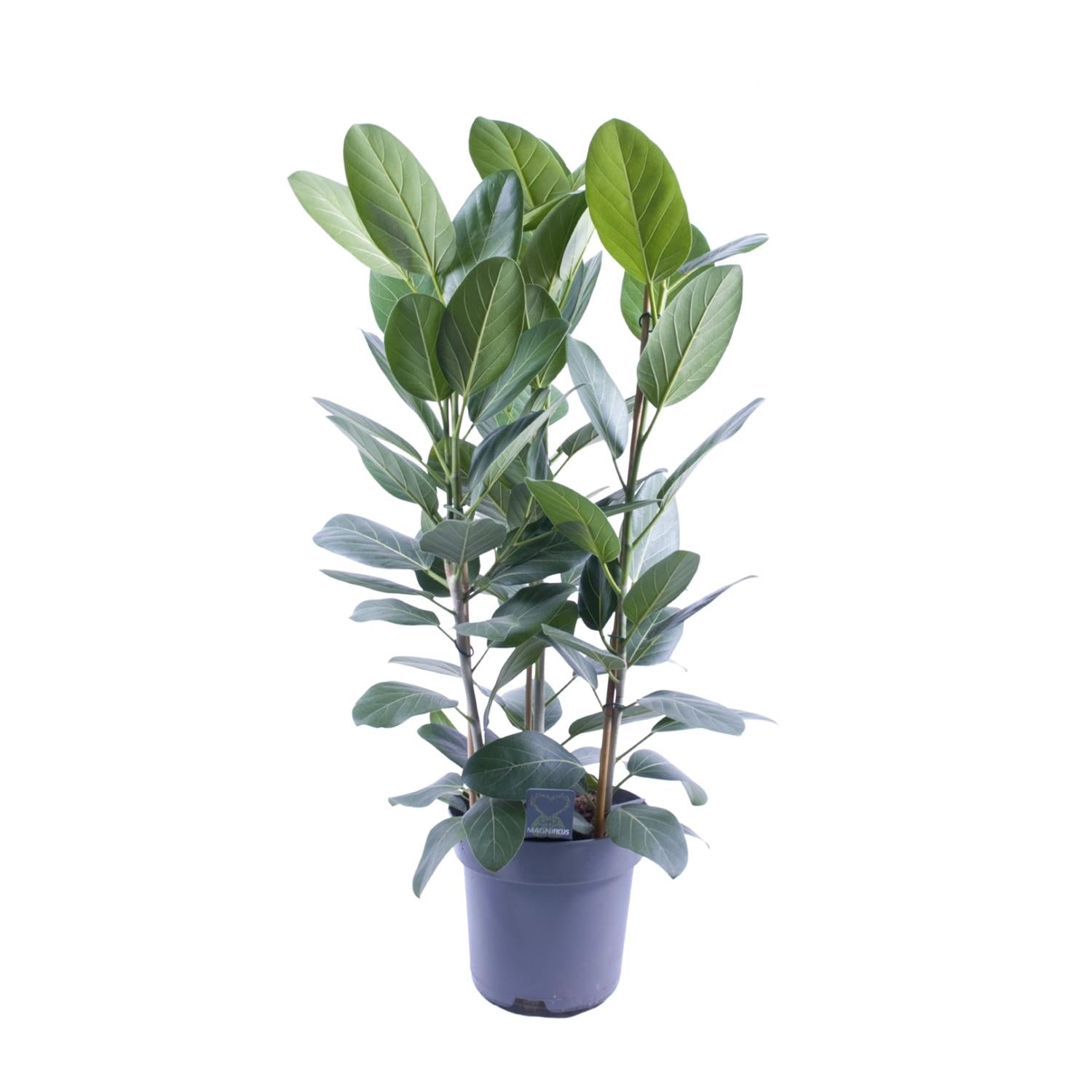 Ficus Audrey Toef 3 stekken - Ø27cm - ↕105cm - Pflanzfix24.de - Pflanzfix24.de