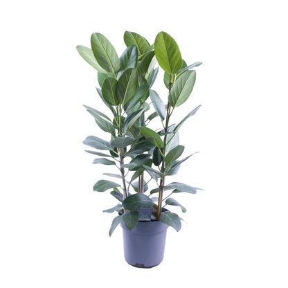 Ficus Audrey Toef 3 stekken - Ø27cm - ↕105cm - Pflanzfix24.de - Pflanzfix24.de