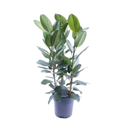 Ficus Audrey Toef 3 stekken - Ø27cm - ↕105cm - Pflanzfix24.de - Pflanzfix24.de