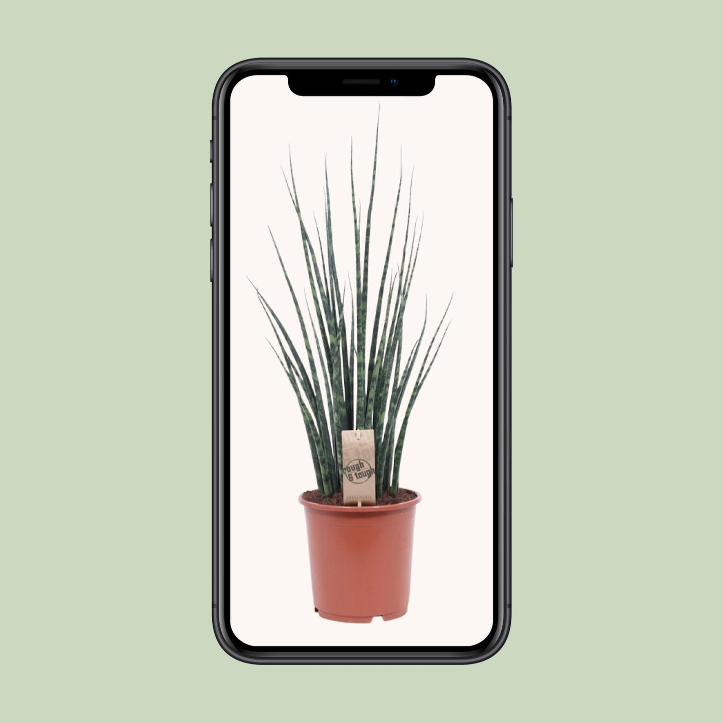 Sansevieria Fernwood Mikado Ø19cm – 80cm hoch | Pflanzfix24.de - Pflanzfix24.de