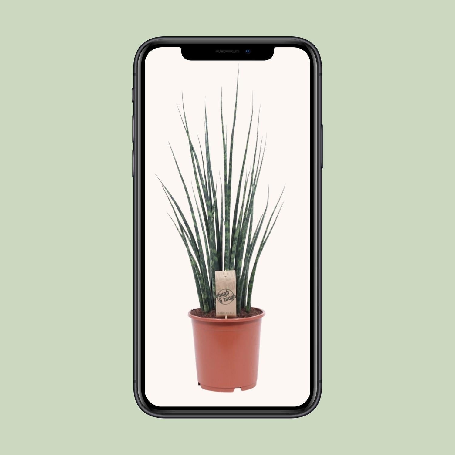 Sansevieria Fernwood Mikado Ø19cm – 80cm hoch | Pflanzfix24.de - Pflanzfix24.de