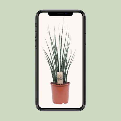 Sansevieria Fernwood Mikado Ø19cm – 80cm hoch | Pflanzfix24.de - Pflanzfix24.de