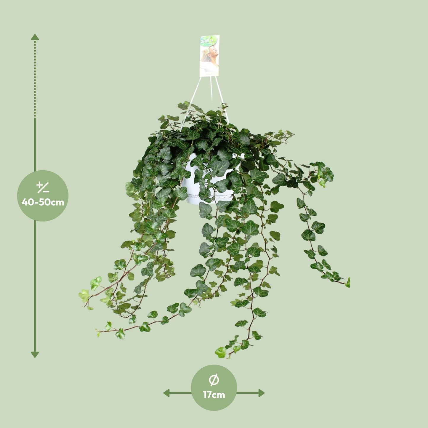 Hedera Wonder Green - Ø24cm - ↕70cm - Ø17 - ↨70cm - Pflanzfix24.de - Pflanzfix24.de